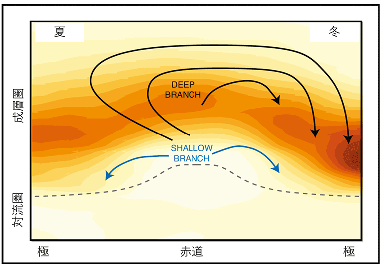 図1　成層圏（点線より上）で赤道域から極域に向かう大気の循環（矢印）。赤道付近で生成されたオゾンが大気の循環で中高緯度域に運ばれることがわかる。陰影はオゾン濃度を表し、濃い色ほどオゾンが多いことを意味する。WMO (2014)のFigure 4-7を元に作成。