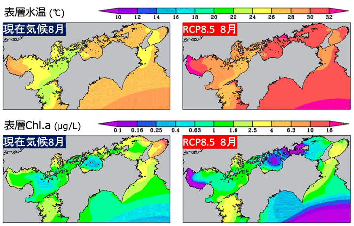 図2　現在気候（20世紀末）と将来気候（21世紀末）における、8月の瀬戸内海表層の水温と植物プランクトン（Chl.a）濃度。最も昇温傾向が強い気候シナリオ（RCP8.5）では、夏～秋に内海中央部や湾奥部において30℃を超える高水温となり、植物プランクトンの増殖が阻害されて一次生産が低下することを示唆している。（提供：東博紀氏(国環研)）