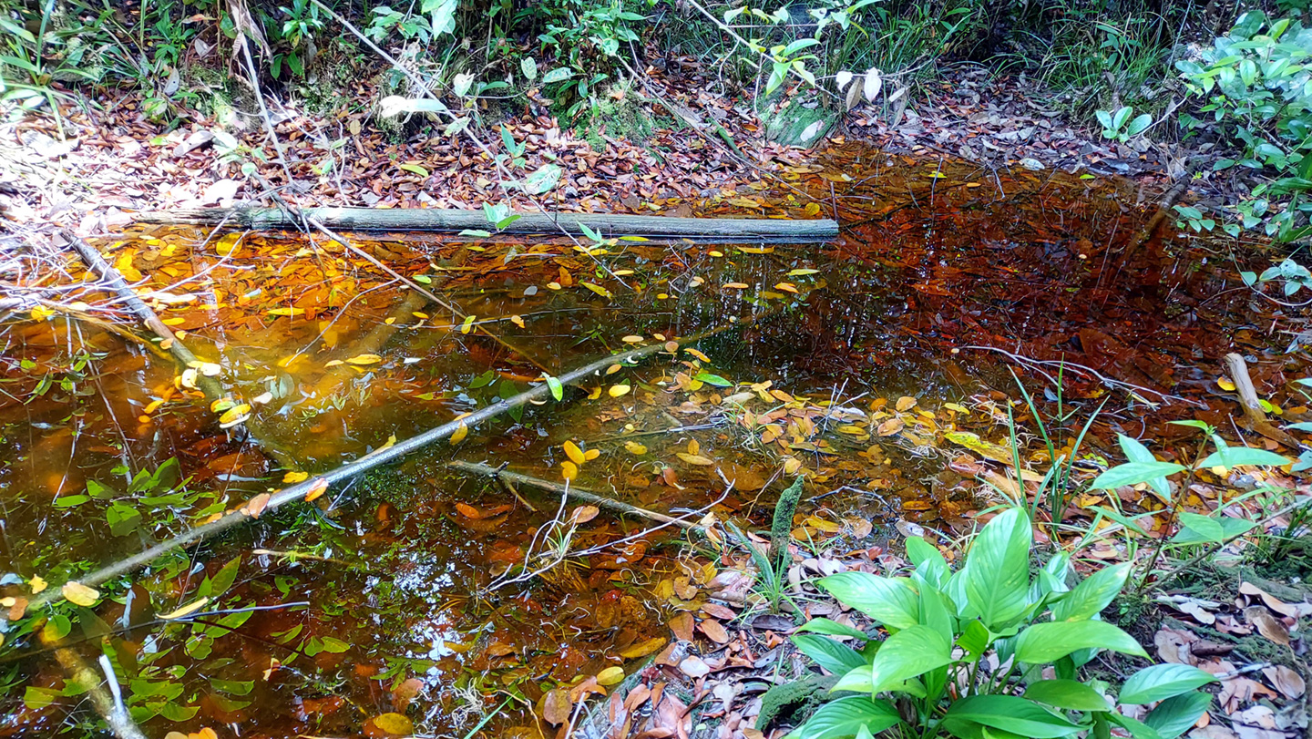 写真5　あちこちに見られた水たまりの一つ。水が茶褐色なのは、植物遺骸からフミン酸（腐植酸）が溶け出しているためである。