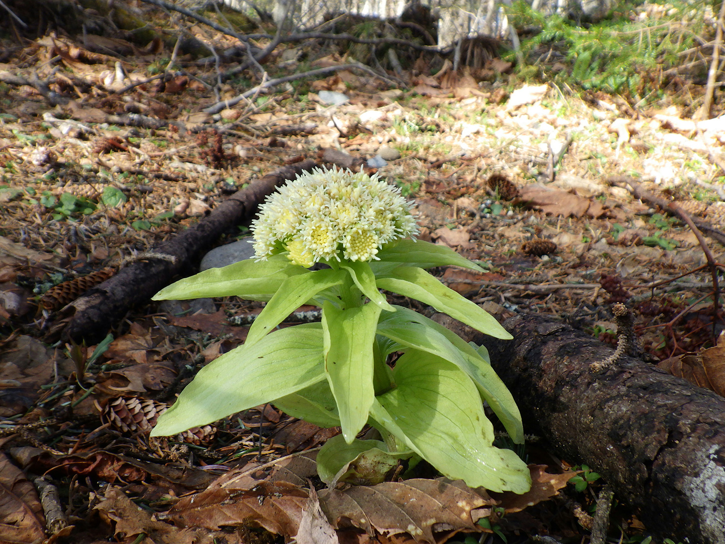 写真3　林道脇に点々と生えているフキノトウが春の香りを奏でます。
