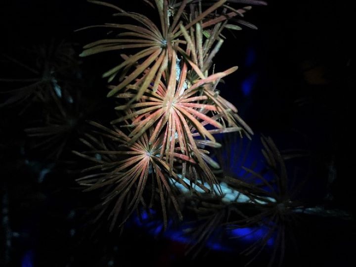 写真2　 カラマツ葉の実験室でのUV蛍光撮影。赤く見えるのはクロロフィル色素の蛍光。