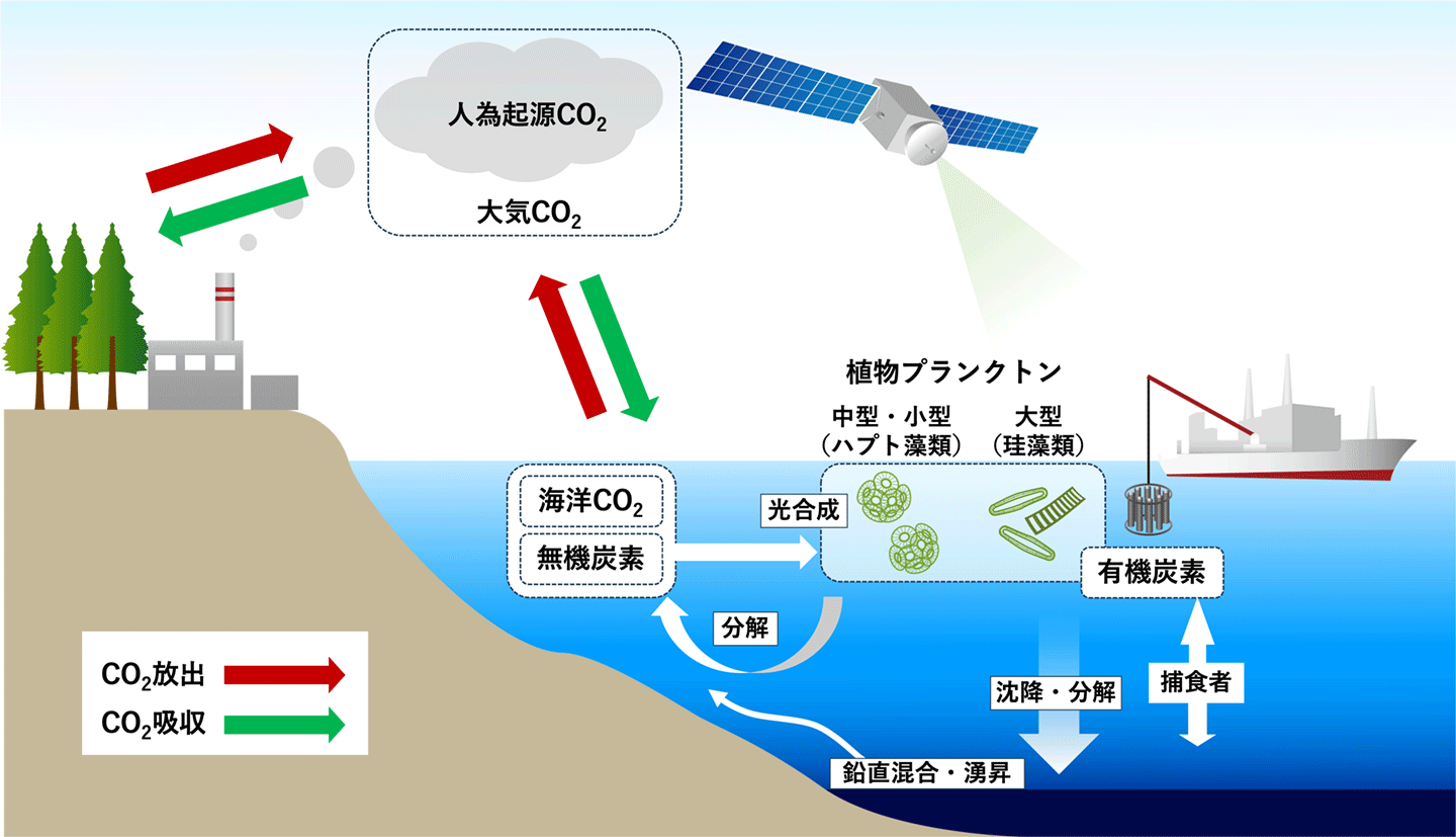 図２：研究推進係に作成いただいた本研究で扱う植物プランクトンを中心とした海洋炭素循環の概要を示すポンチ絵