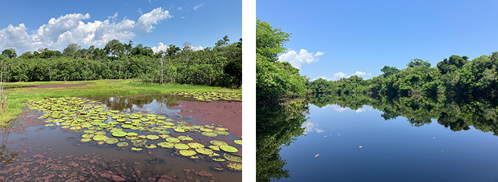 写真1と2：マナウス市街からボートで1時間、熱帯雨林帯にあるParque Ecologico Janauariというエコロジカル・パークの池と周辺の支流。