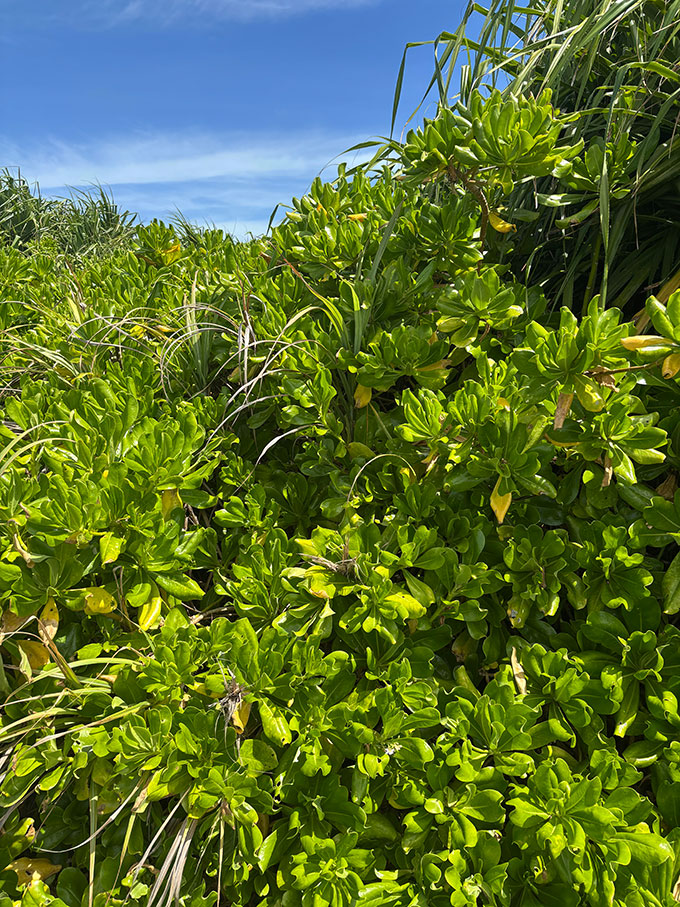 写真：波照間島の自然