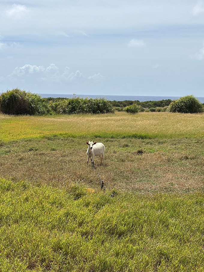 写真：波照間島のヤギ