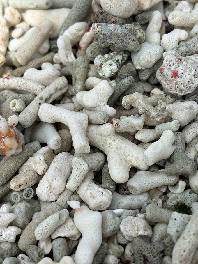 写真：波照間島の自然