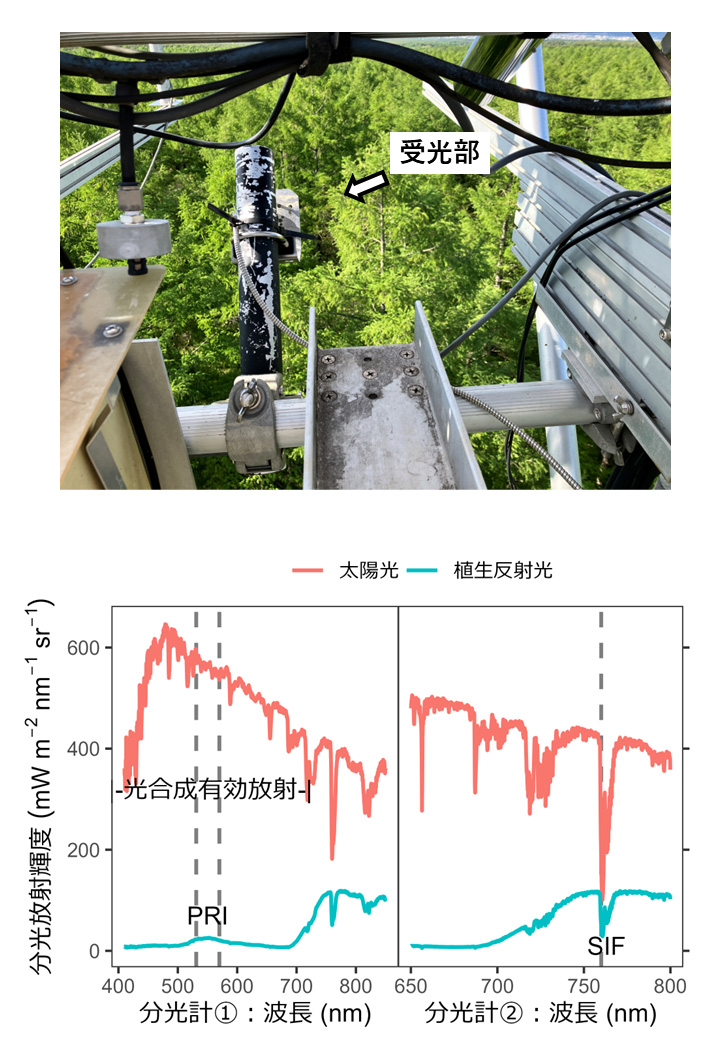 図１：森林タワー上の植生反射光を測定するための受光部および実際の分光放射輝度データ。波長帯や波長分解能の異なる２台の分光計（分光計①、②）からそれぞれグラフに点線で示した特定波長において光化学反射指数(PRI)と太陽光誘起クロロフィル蛍光(SIF)を検出する。また、植物が光合成に利用する波長範囲を光合成有効放射として図に示した。